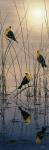 Morning Call - Yellow Headed Blackbirds