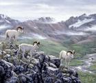 Dall Sheep At Denali