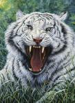 White Tiger 2