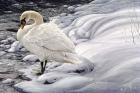 Edge Of Light - Mute Swan