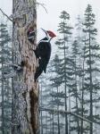 Piliated Woodpeckers