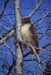 Red Tailed Hawk