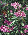 Annas & Rhodies