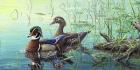 Wood Ducks