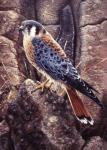 Kestral