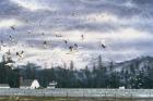 Geese Flying Over Farmland