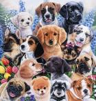 Puppy Collage