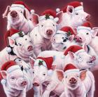 Christmas Piggies