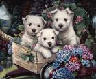 Lovable Westies