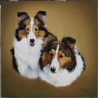 Collies 1