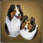 Collies 2