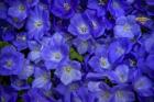 Blue Bells Carpet at Amsterdam Floral Market