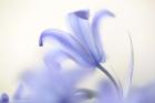 Blue Light Wild Hyacinth