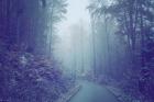 Blue Woods Misty Way