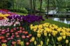 Colorful Corner Keukenhof Tulips Garden 1