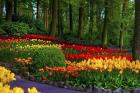 Colorful Corner Keukenhof Tulips Garden 3