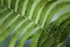 Healing Art Fern Leaf After Rain