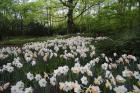 Keukenhof Botanical Daffodils Garden