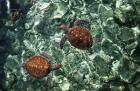 Sea Turtles in Crystal Water