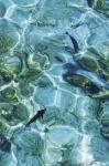 Maldives Fishes in the Clear Water 2