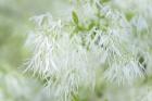 White Fringetree