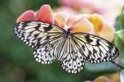 Paper Kite Tropical Butterfly 1