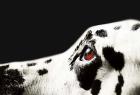 The Amber Eye of Dalmatian Dog