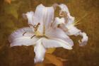 White Llilies