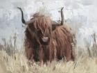 Scottish Highland Bull B