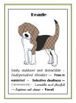 Beagle