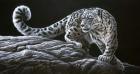 Snow Leopard