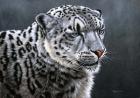 Snow Leopard