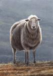 Herdwick Sheep