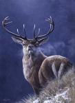 Stag