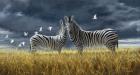 Coming Of Rain Zebra
