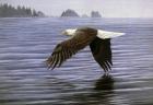 Low Flight Bald Eagle