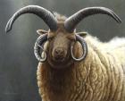 Loaghtan Ram