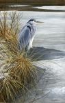 Winter Heron