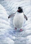 Gentoo Penguin