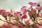 Dogwood Dreams