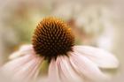 Echinacea