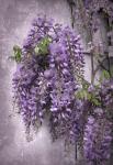 Wistful Wisteria