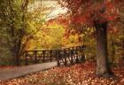 Autumn Footbridge