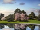 Cherry Tree Reflections