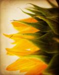 Late Bloomer