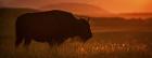 Buffalo Sunset