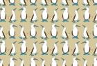 Blue Footed Booby