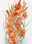 Hot Orange Gladiolus