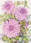 Lavender Dahlias