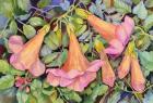 Trumpet Vine